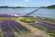 퍼플섬 여름 풍경…신안군 안좌면 퍼플섬 | 연합뉴스