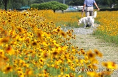 멍멍이의 행복한 하루 | 연합뉴스
