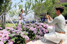 신세계백화점, S가든에 수국 2만 5천 송이 선보여 | 연합뉴스