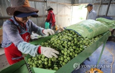 [다시 뛰는 경남농업] (17) 토종 100년 역사 양산 원동 매실…약이죠 | 연합뉴스