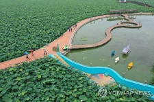 무안 회산백련지 산책 | 연합뉴스
