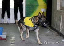 실종자 수색 훈련하는 특수목적견 | 연합뉴스