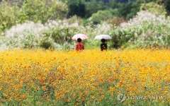 '가을의 색깔'…'추분' 맞은 경기 여주시 당남리섬 | 연합뉴스