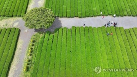 오월의 신록, 녹차밭에서…서귀포 오설록 서광차밭 | 연합뉴스