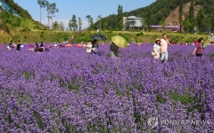 온통 보랏빛 세상… 동해 무릉별유천지 라벤더 축제 | 연합뉴스