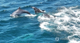 남방큰돌고래 무리의 유영…제주 대정 앞바다 | 연합뉴스