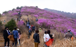 여수 영취산 진달래축제 상춘객 20만명 대박 | 연합뉴스