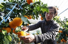 태안산 최고급 귤 황금향 맛보세요…20일부터 본격 출하 | 연합뉴스