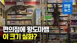 [영상] 왕도마뱀 편의점 습격?…지나는 곳마다 와르르 | 연합뉴스