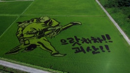 [픽! 괴산] 논에 펼쳐진 단원 김홍도의 씨름 | 연합뉴스