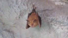 동해시 천곡동굴 황금박쥐가 6년 만에 돌아왔다 | 연합뉴스