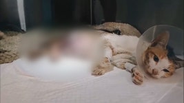 화상입은 채 발견된 새끼 밴 고양이…잔혹해지는 동물 학대 | 연합뉴스