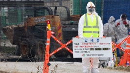 전남 영암 오리 농장서 조류인플루엔자 항원 검출 | 연합뉴스