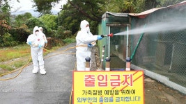 충북 음성 육용오리 농장서 고병원성 AI 발생 | 연합뉴스