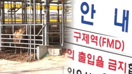 전남 영암 이어 무안 한우 농가서도 구제역 발생…방역당국 비상 | 연합뉴스