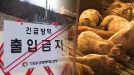 경기 양주시 양돈농장서 ASF…올해 들어 세 번째 | 연합뉴스