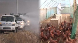 충남 아산 토종닭 농장 고병원성 AI…전국 47번째 발생 | 연합뉴스