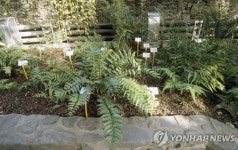 양치식물을 알면 진화가 보인다…국립수목원 특별전 | 연합뉴스