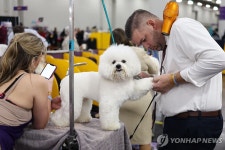 올해 최고의 개는?…美 149년 전통 웨스트민스터 도그쇼 | 연합뉴스