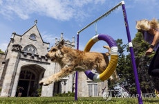 ′점프!′…미국 최고 권위 제 145회 웨스트민스터 도그쇼 | 연합뉴스