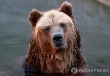 伊식당 곰 고기 메뉴 등장에 도덕적 범죄 동물보호가들 경악 | 연합뉴스