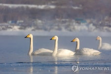 신비로워…멸종위기종 목록에 오른 후퍼 스완 | 연합뉴스