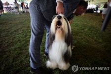 ′위풍당당, 최고의 개 모였다′…미 웨스트민스터 케넬 클럽 도그쇼 | 연합뉴스