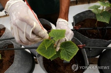 급변하는 날씨 속 식량을 지켜라…기후변화 적응 농장 | 연합뉴스