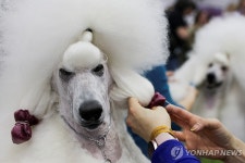 올해 최고의 개는?…美 149년 전통 웨스트민스터 도그쇼 | 연합뉴스