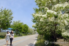 충주 남한강변에 이팝나무 가로수길 조성 | 연합뉴스