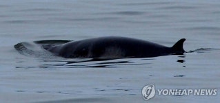 동해에 밍크고래 1천마리 산다<고래연구소> | 연합뉴스