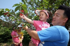새콤달콤 앵두 맛보세요…양양 명지리 앵두축제 | 연합뉴스