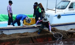 서해안 최초 송어 양식 성공…홍성 죽도 양식장 출하 | 연합뉴스