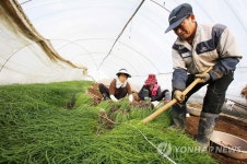충남 서산 황토달래 수확 한창 | 연합뉴스