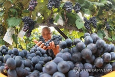 함양 노지 포도 첫 수확 | 연합뉴스