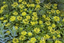 독도 자생식물 섬기린초 피부 미백효과 확인 | 연합뉴스