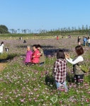 경포 저류지 코스모스 꽃밭 찾은 나들이객 | 연합뉴스