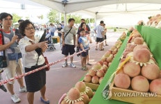 '참 탐스럽네~' 제17회 치악산 복숭아축제 | 연합뉴스