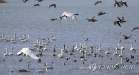 강진만 큰고니 떼 비상 | 연합뉴스