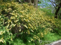 계룡산국립공원 갑사 오리숲길 황매화 만개 | 연합뉴스
