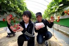 당진 딸기농장 체험 프로그램에 참여한 외국인 | 연합뉴스