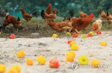 제동목장의 제주재래닭 | 연합뉴스