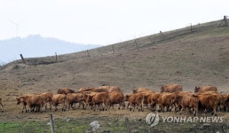 올해 방목 끝…축사로 향하는 한우들 | 연합뉴스