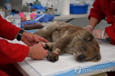 수의사에게 화상 치료받는 호주 코알라 | 연합뉴스