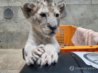 귀하신 몸 대전 오월드 아기동물 공개 | 연합뉴스