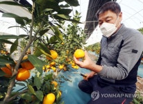 인천서 감귤 첫 수확…맛 좋고 신선 | 연합뉴스