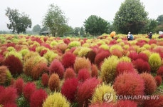 가을비와 산책…수원 탑동시민농장 | 연합뉴스