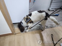 서울 강남구 주택 외래 흰개미, 주변 확산 흔적 없다 | 연합뉴스
