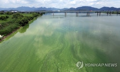 낙동강 칠서지점 조류 경보 경계 | 연합뉴스