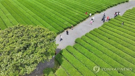 오월의 신록, 녹차밭에서…서귀포 오설록 서광차밭 | 연합뉴스